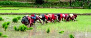 Read more about the article असार १५ मै सकियाे १० प्रतिशत राेपाइँ